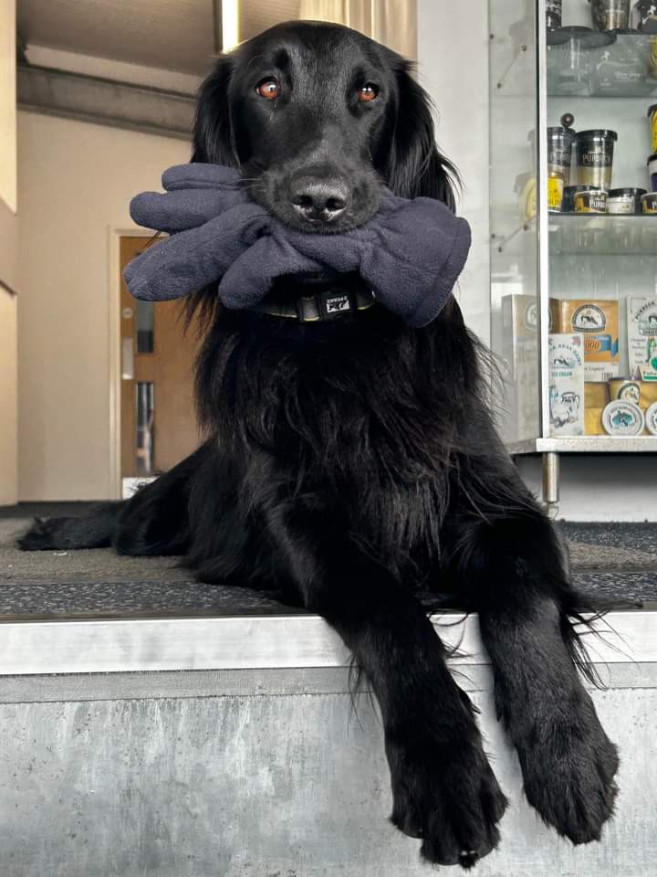 poppy glove