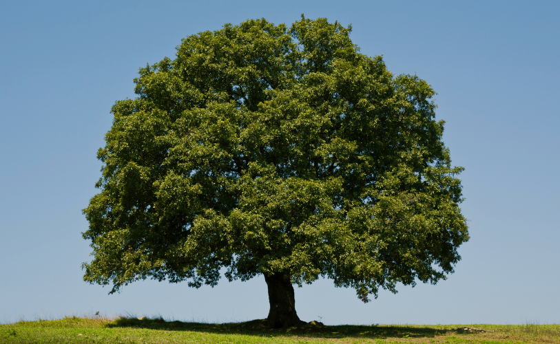 Purbeck Ice Cream Environment