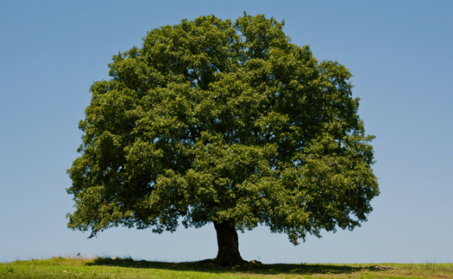 Sustainability at Purbeck Ice Cream